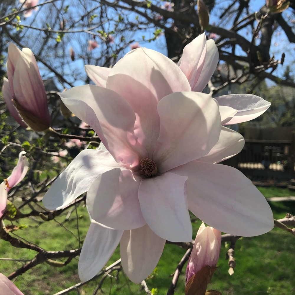 Meet your Posher, Tiffany